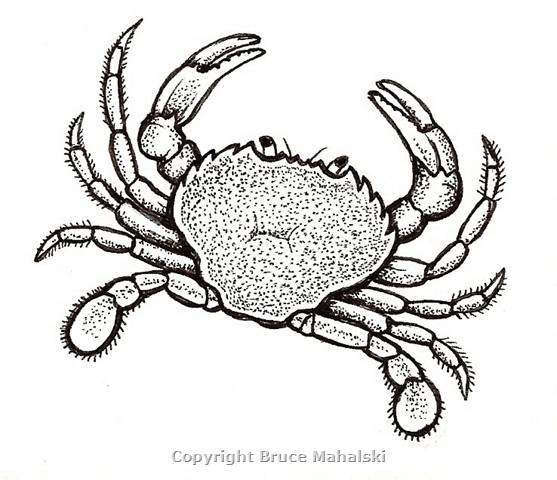 043 - Swimming Crab